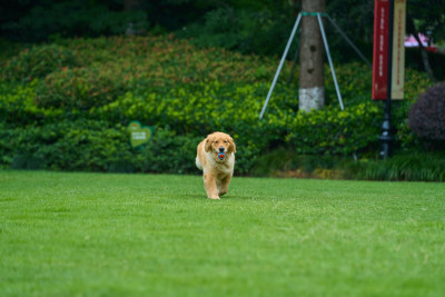 晴天在户外草地上欢快活动的金毛寻回犬