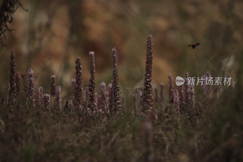 山东省威海市双岛湾西山村山坡上的瓦松开花