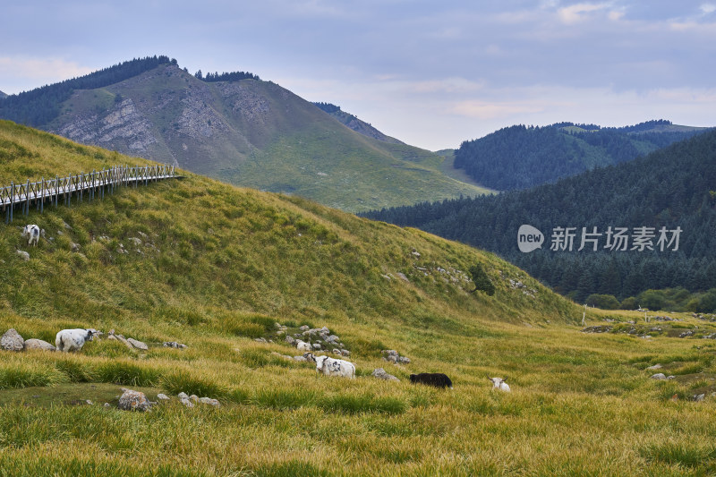 高山草甸的自然风光