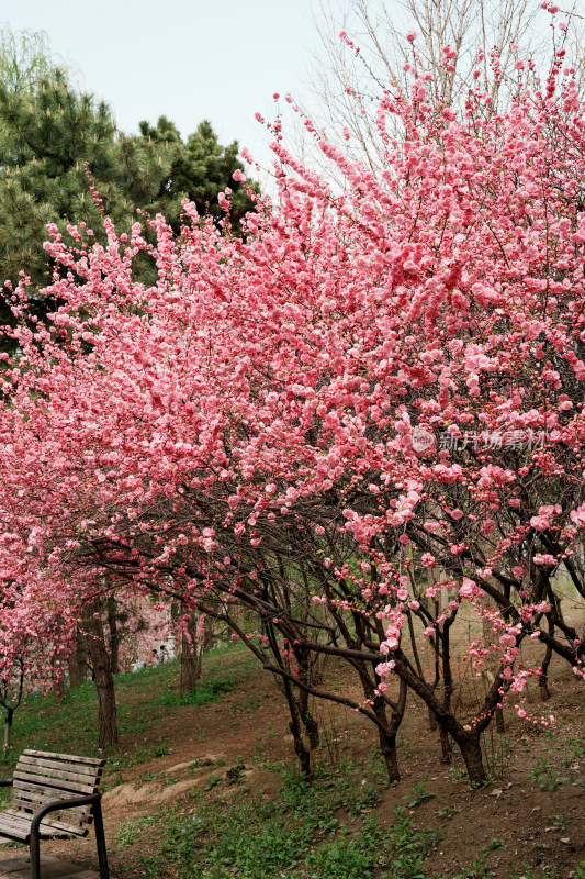 北京元大都公园桃花