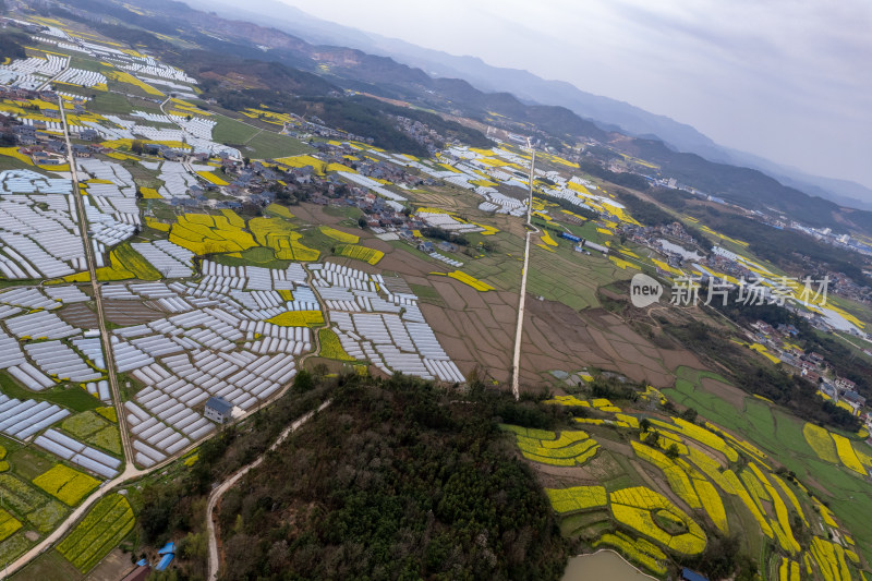 农业种植农田油菜花航拍图