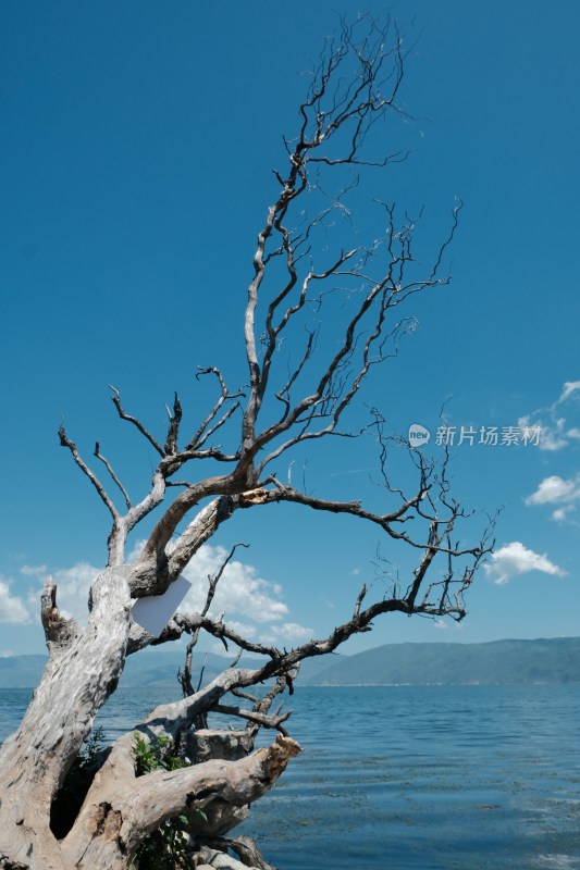 湖边枯树与湖水蓝天景象