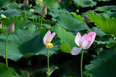 池塘里的荷花