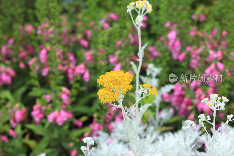 夏天盛开的银叶菊小黄花