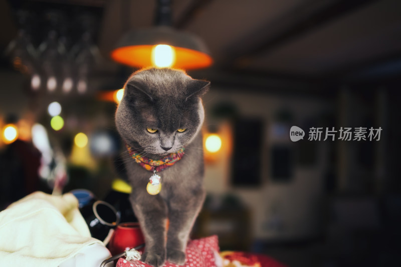 猫咖中可爱的猫咪