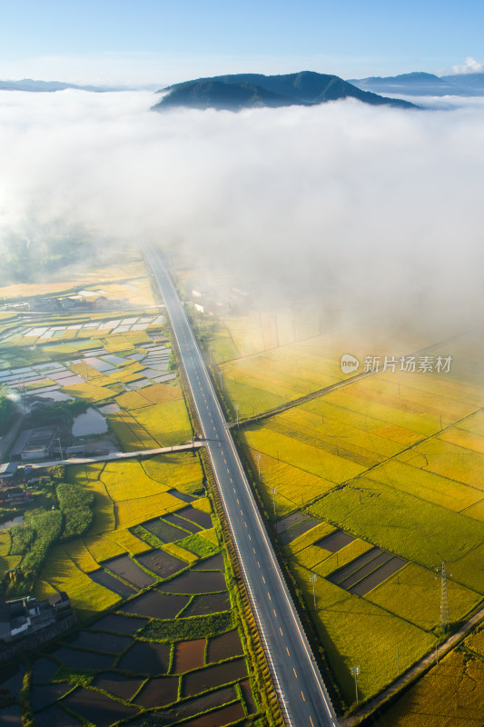 秋天云雾下金黄的稻田 笔直的公路