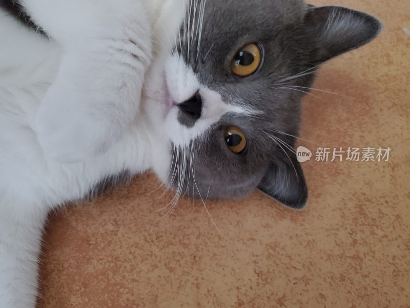 猫的表情形态