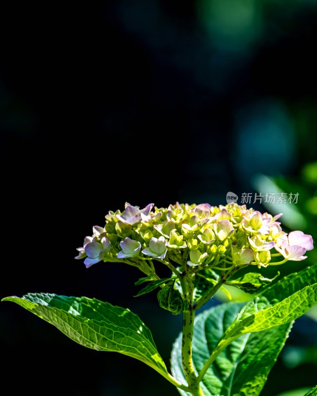 特写绣球花绿植花卉