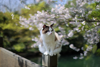 樱花和布偶猫