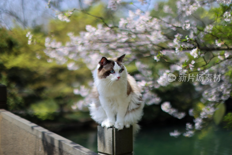 樱花和布偶猫