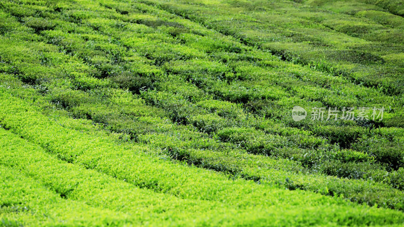 茶绿大地