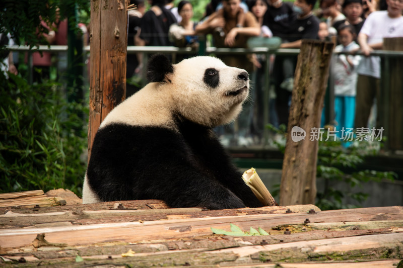 南京红山动物园憨态可掬的大熊猫吃竹子