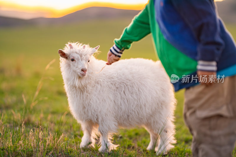 小男孩在草原上跟小羊羔玩耍