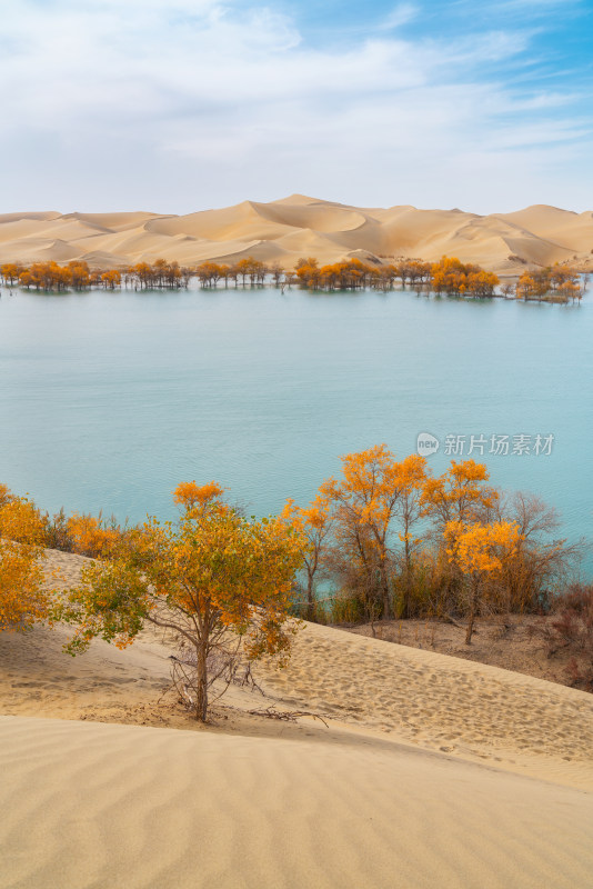 秋天的新疆尉犁县葫芦岛风景