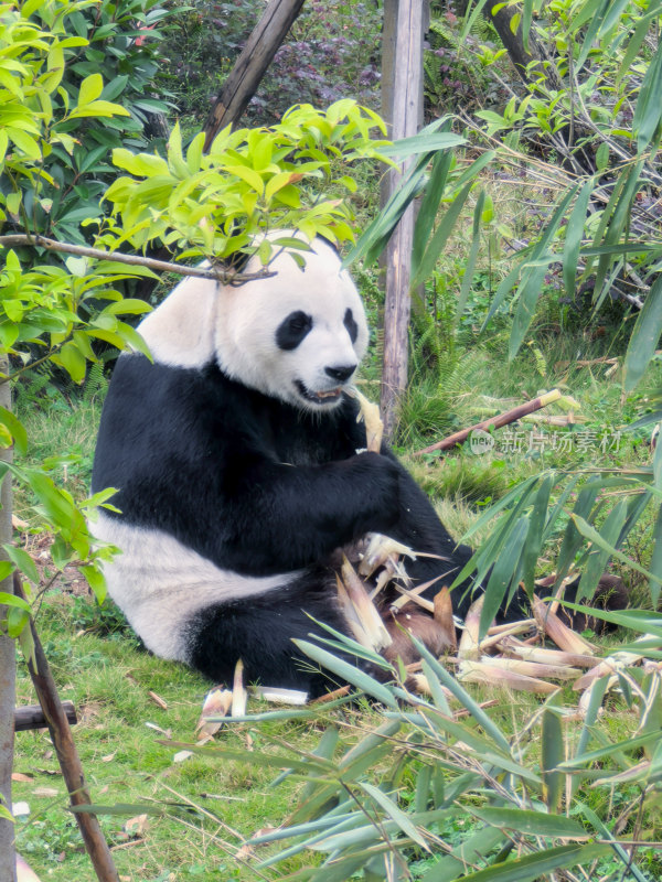 成都大熊猫繁育研究基地的大熊猫