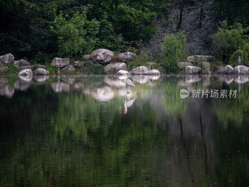 湖边的树林里的岩石和鸟