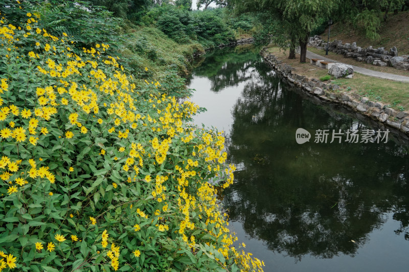 北京圆明园公园盛开的菊花