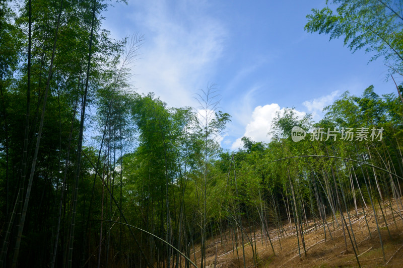 山中的风景