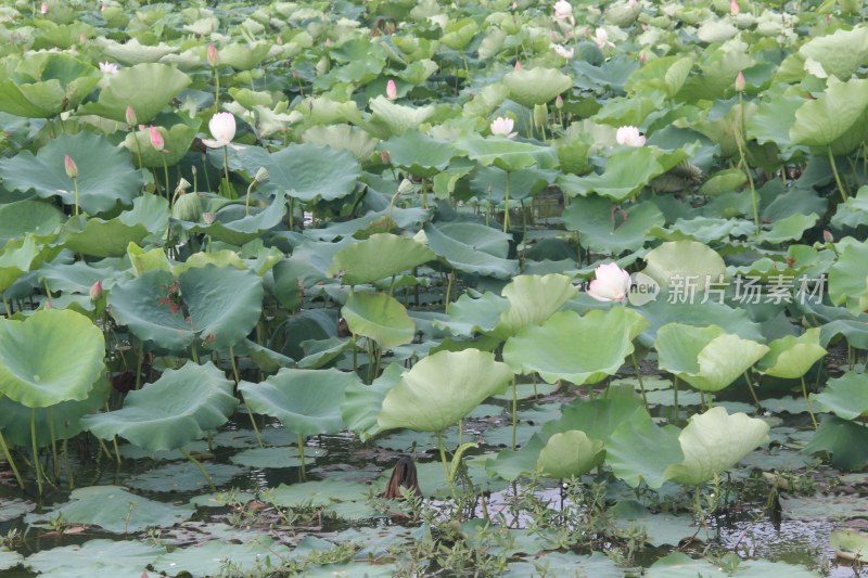 广东省东莞市桥头镇莲湖风景区