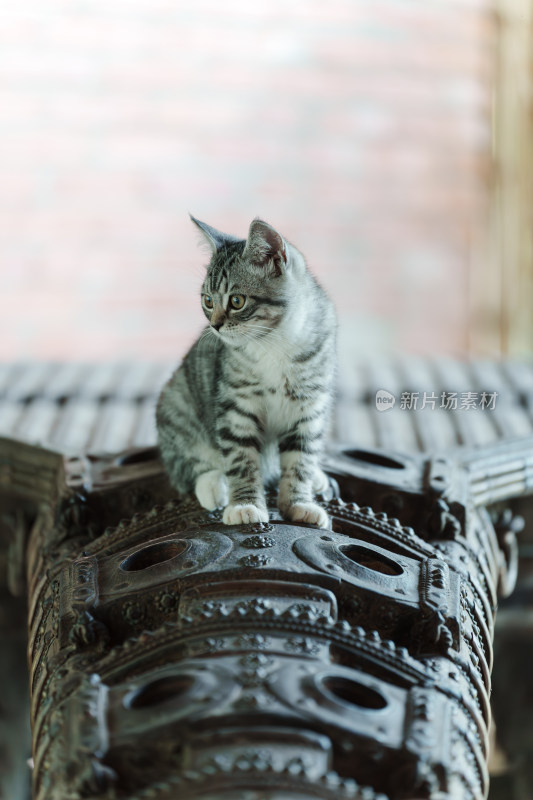 虎斑小猫的特写