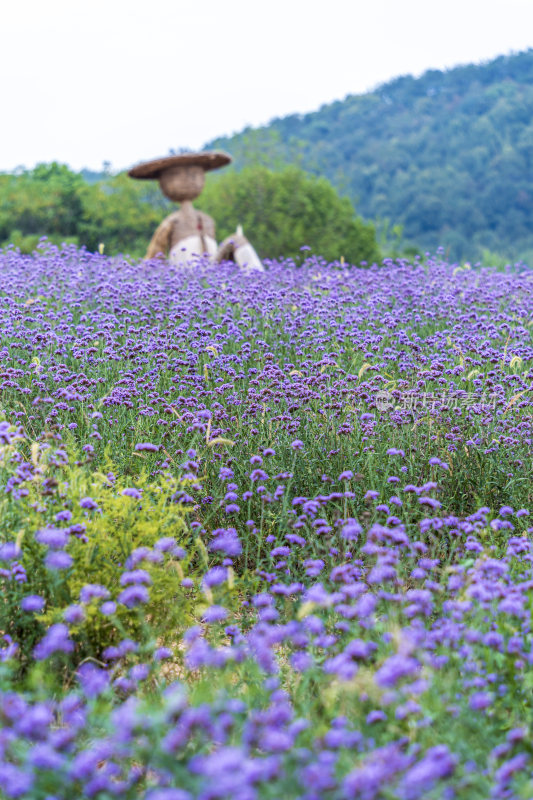 武汉光谷花海风景