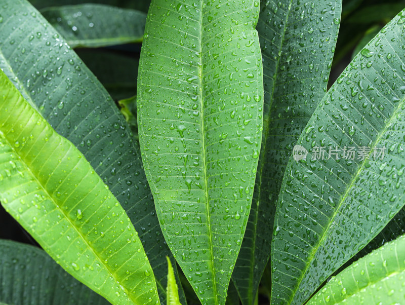 春天绿色的树叶叶子和上面的雨滴水滴露水