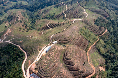 山坡上的梯田 经济作物种植基地