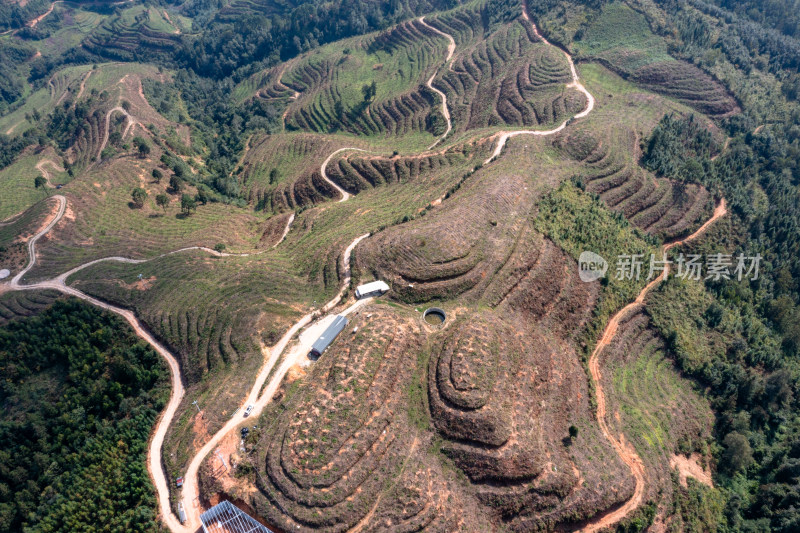 山坡上的梯田 经济作物种植基地