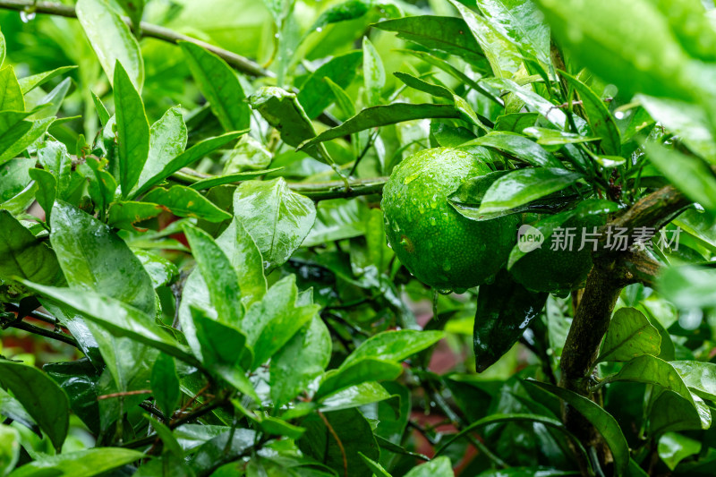 雨后果园里的青桔特写