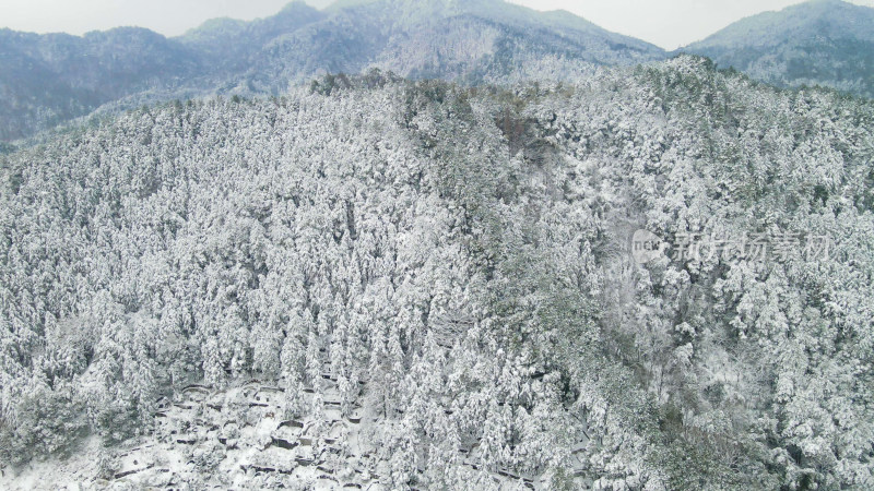 冬天森林雪景植物航拍图