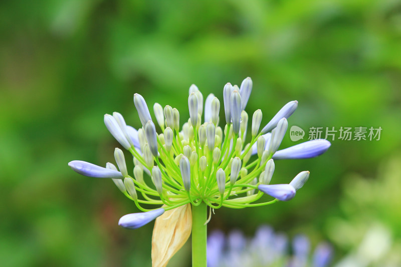 夏天盛开的欧石竹花