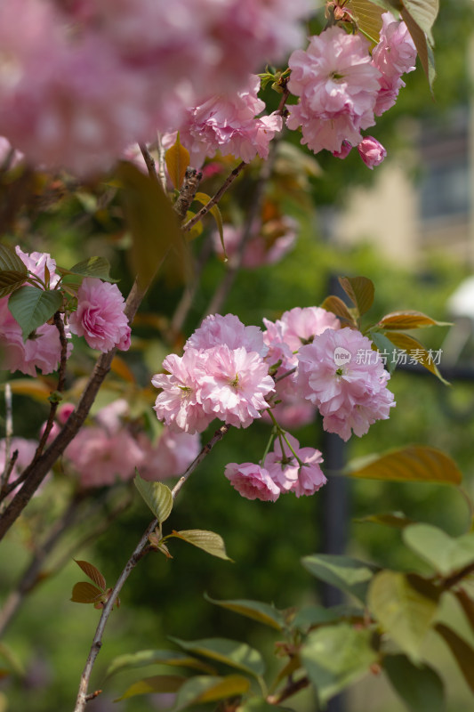 盛开的粉色樱花花朵近景特写