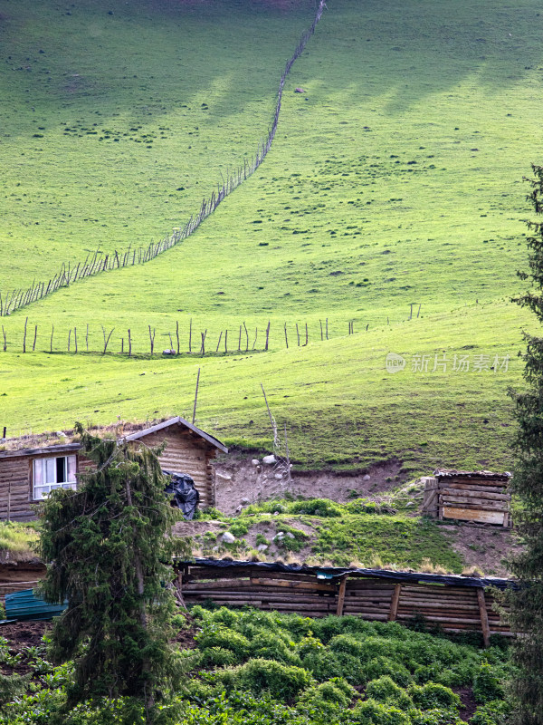 夏天新疆伊犁绿色的大草原和树木的自然风景