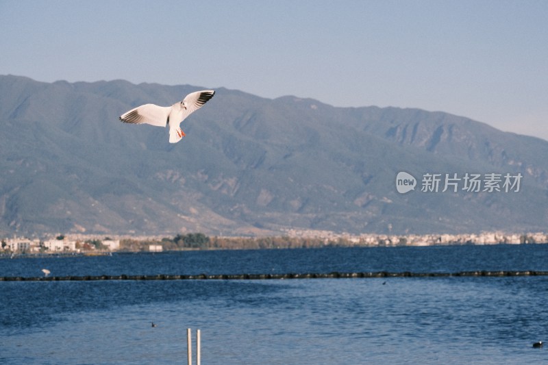 洱海上的飞鸟与西伯利亚海鸥