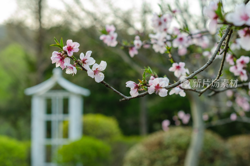 青岛中山公园的桃花盛开