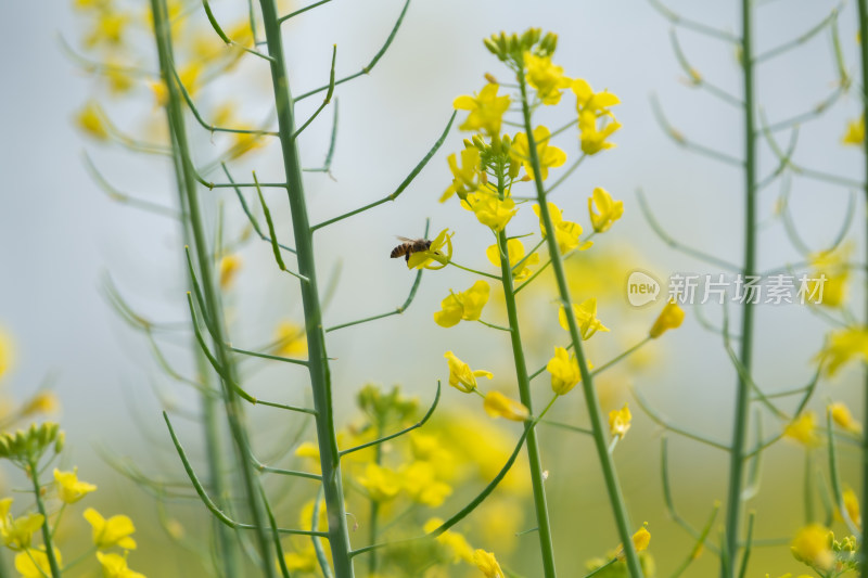 春天油菜花和蜜蜂