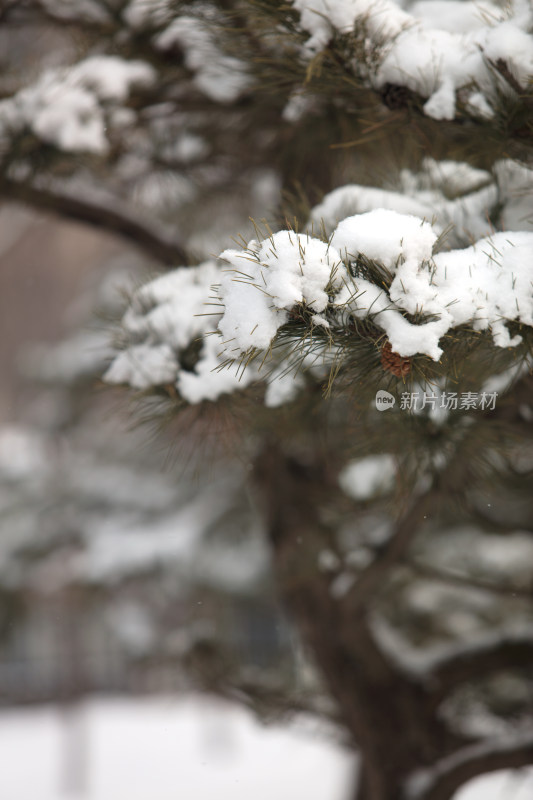 冬季白雪在松树枝头