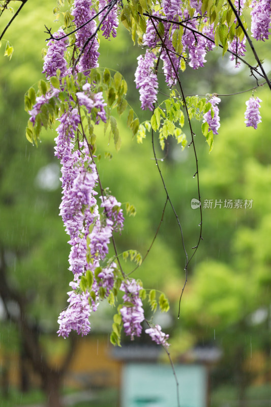 春天唯美紫藤花盛开