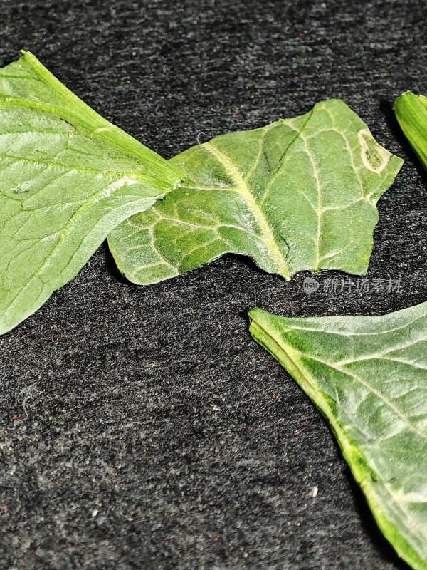 绿色植物叶片特写