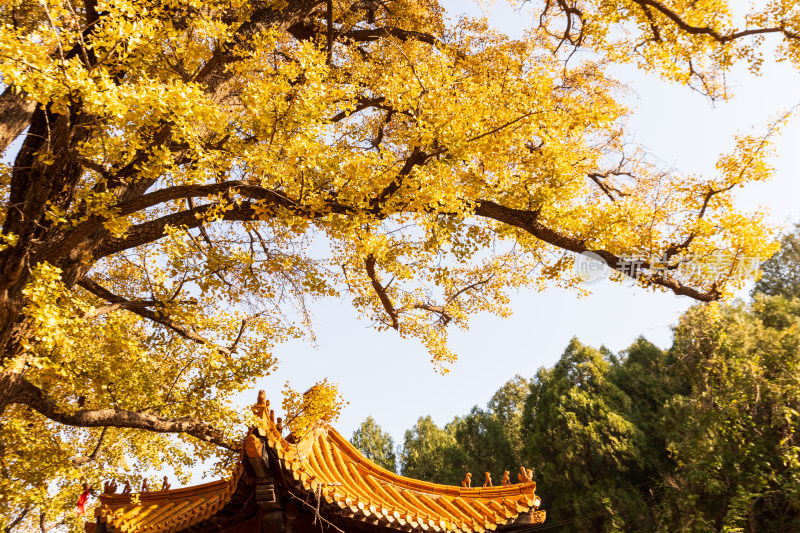 山东济南淌豆寺秋天黄色千年银杏树叶美景