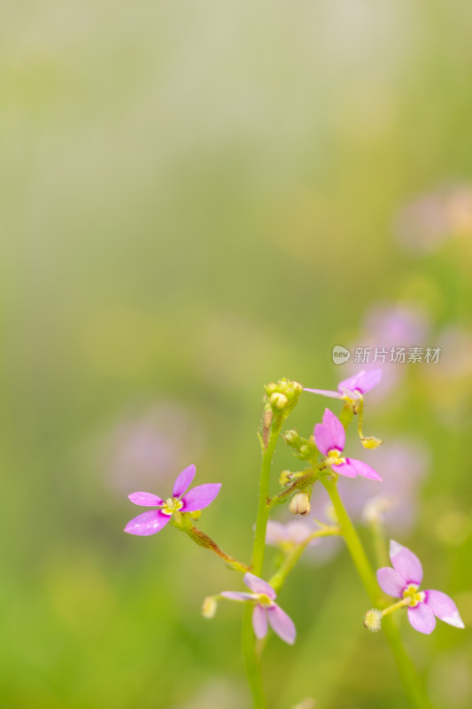 上海辰山植物园花柱草微距特写