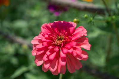 一朵花朵开放特写