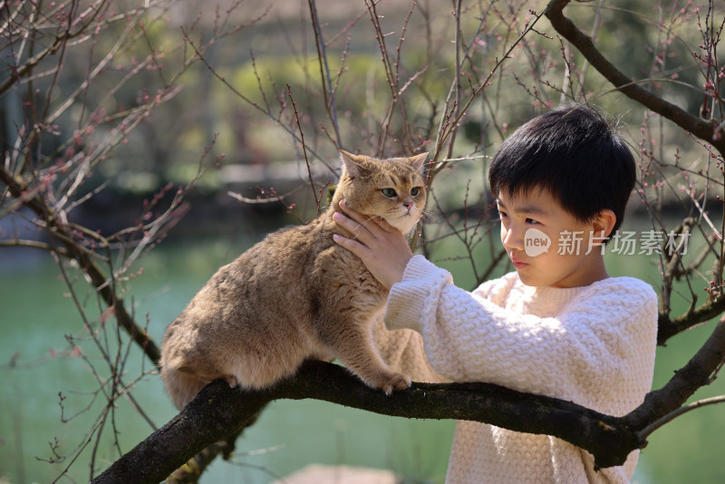 一个中国小男孩和他的宠物猫金渐层