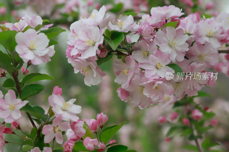 北京元大都春天的海棠花溪