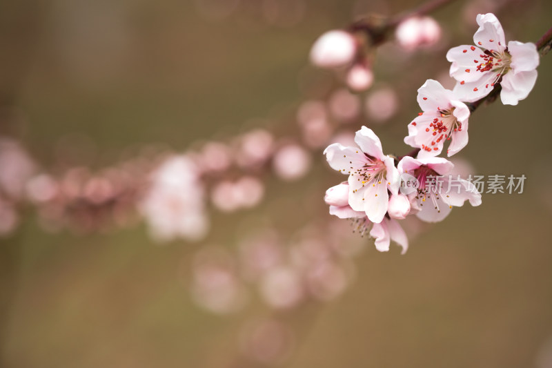 春季观赏的桃花朵朵开在公园