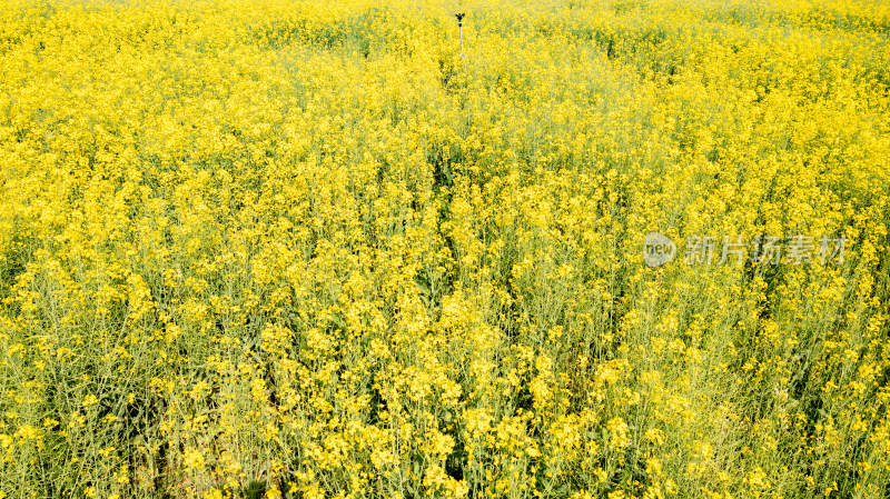 油菜花航拍