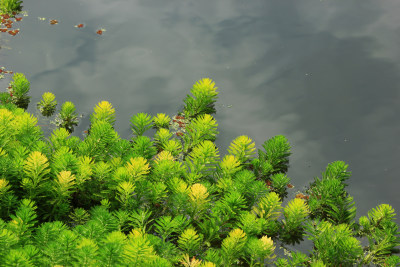 春天净水植物狐尾藻绿色背景