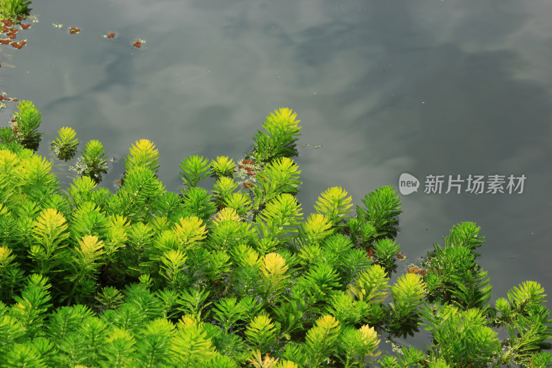 春天净水植物狐尾藻绿色背景