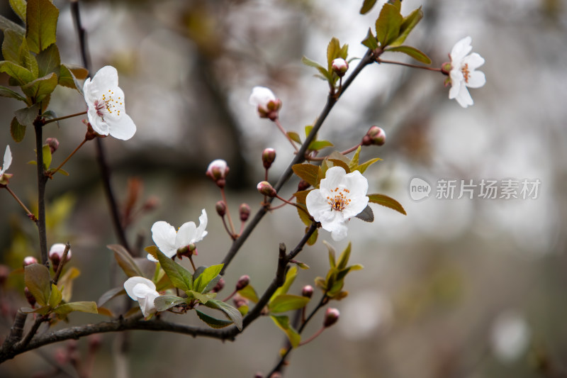 春天枝头盛开的紫叶李鲜花特写