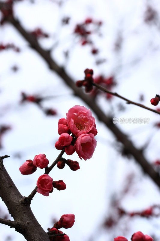 立春时节含苞怒放的红梅